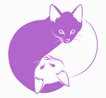 Strebermiezen - Verhaltensberatung und Ernährungsberatung für Katzen